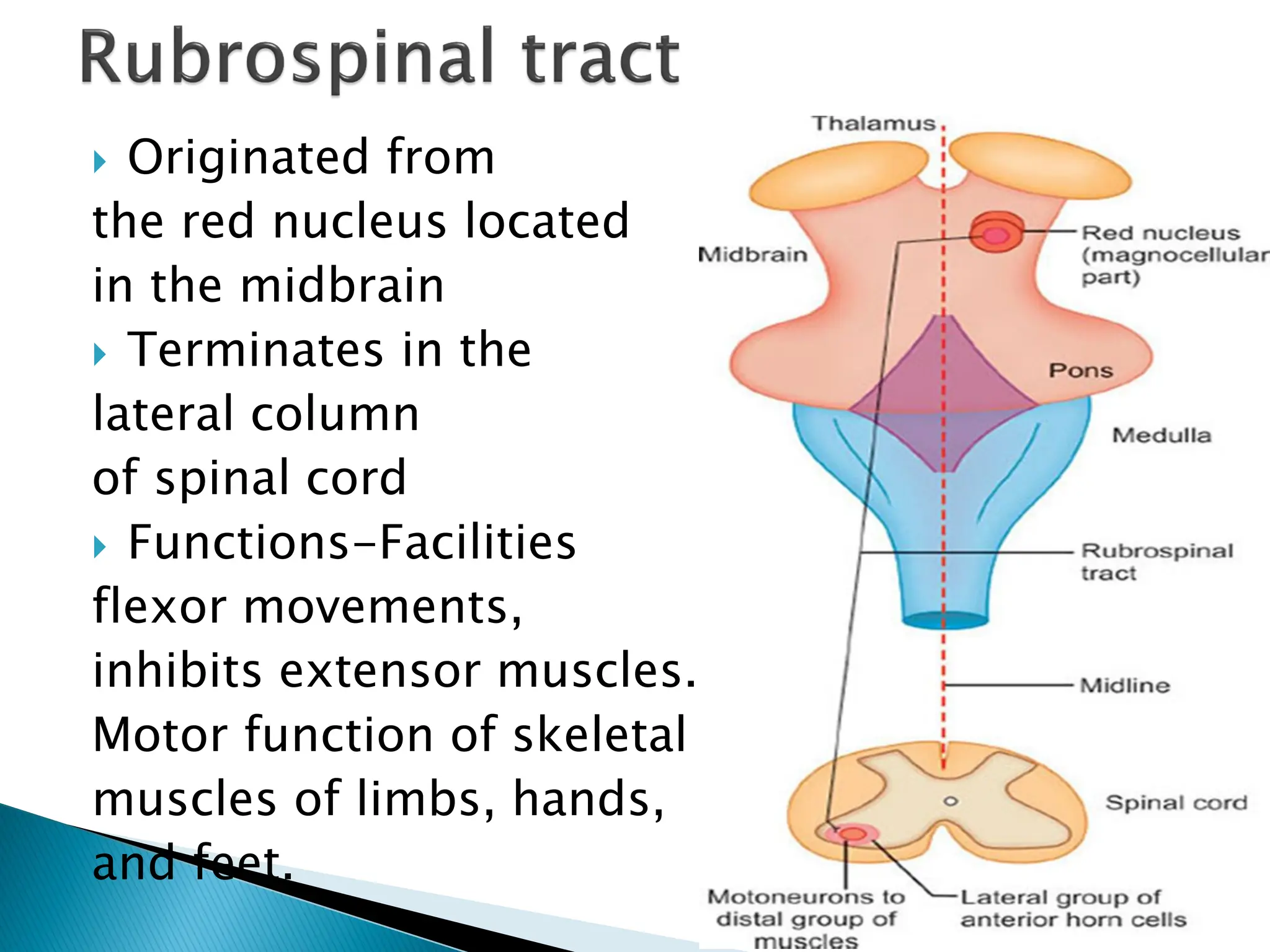  Originated from
the red nucleus located
in the midbrain
 Terminates in the
lateral column
of spinal cord
 Functions-Facilities
flexor movements,
inhibits extensor muscles.
Motor function of skeletal
muscles of limbs, hands,
and feet.
 