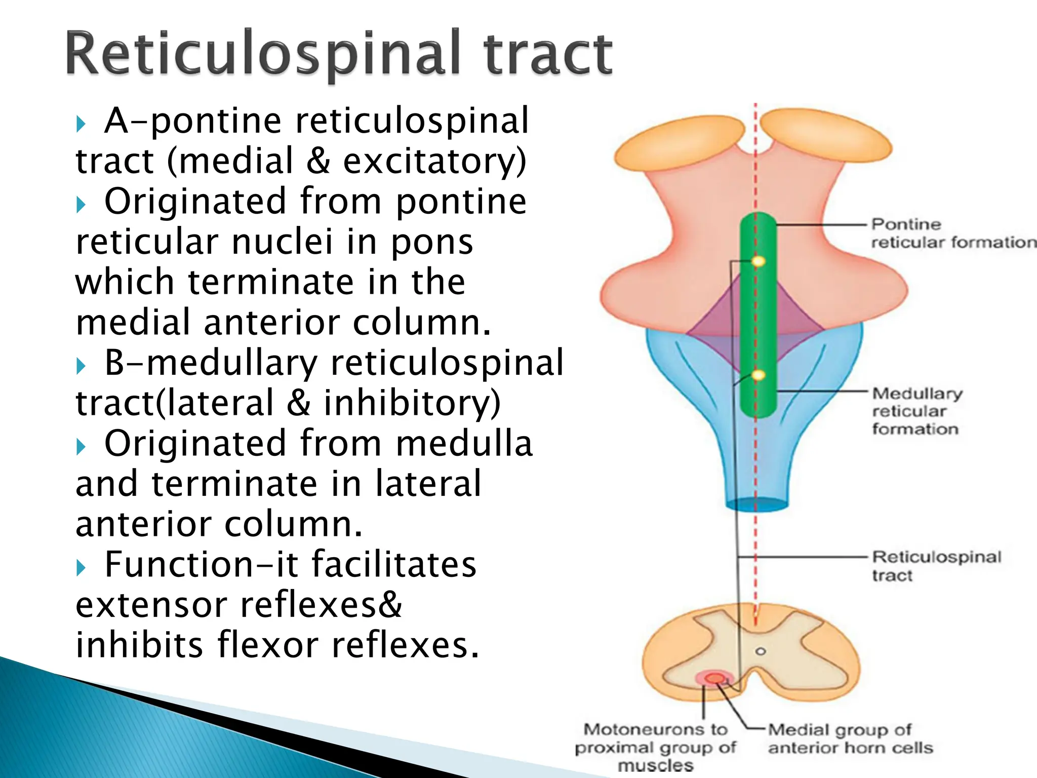  A-pontine reticulospinal
tract (medial & excitatory)
 Originated from pontine
reticular nuclei in pons
which terminate in the
medial anterior column.
 B-medullary reticulospinal
tract(lateral & inhibitory)
 Originated from medulla
and terminate in lateral
anterior column.
 Function-it facilitates
extensor reflexes&
inhibits flexor reflexes.
 