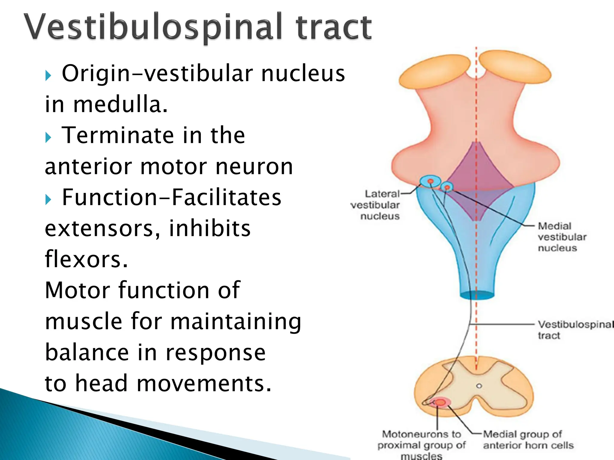  Origin-vestibular nucleus
in medulla.
 Terminate in the
anterior motor neuron
 Function-Facilitates
extensors, inhibits
flexors.
Motor function of
muscle for maintaining
balance in response
to head movements.
 