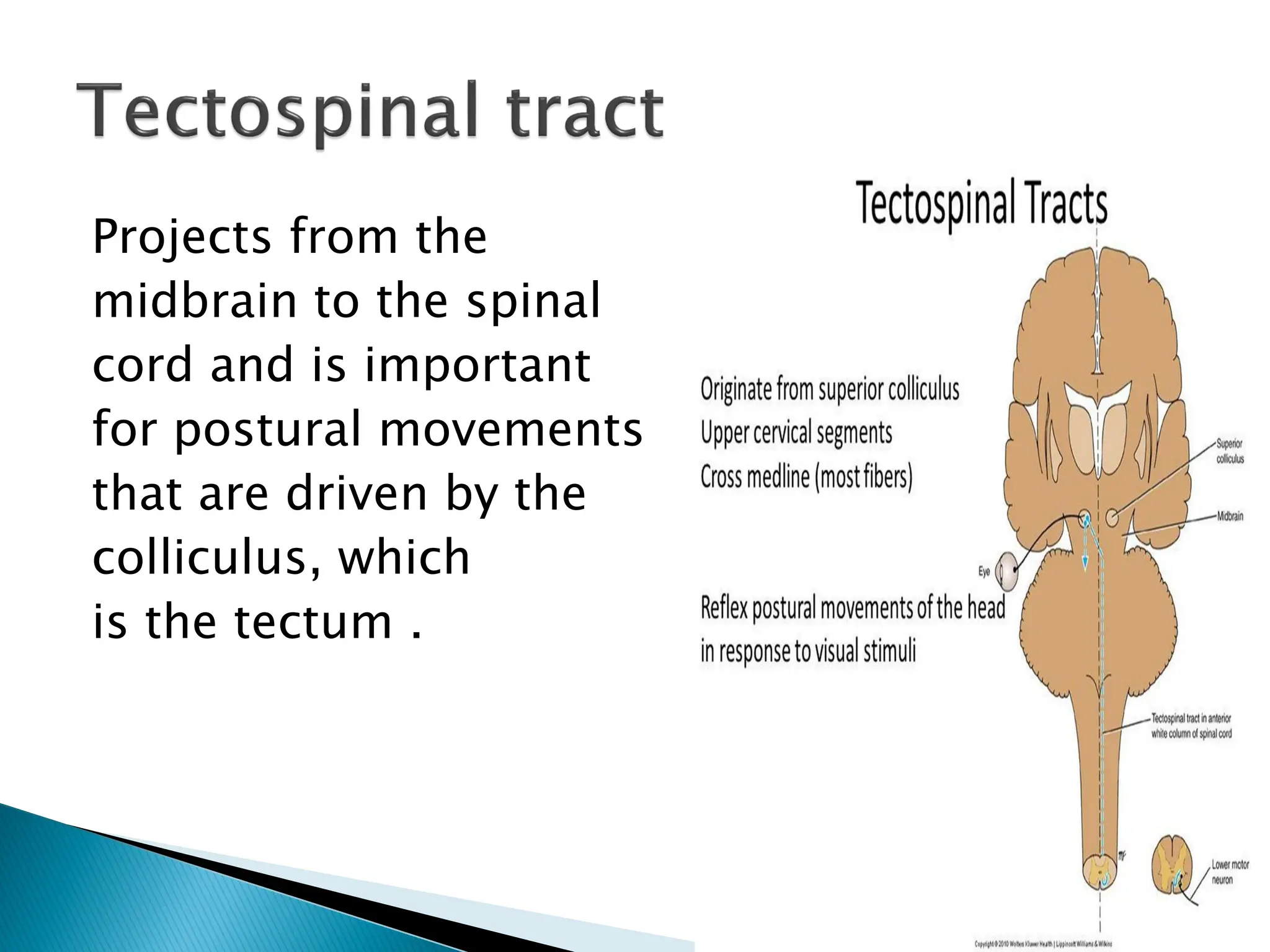 Projects from the
midbrain to the spinal
cord and is important
for postural movements
that are driven by the
colliculus, which
is the tectum .
 