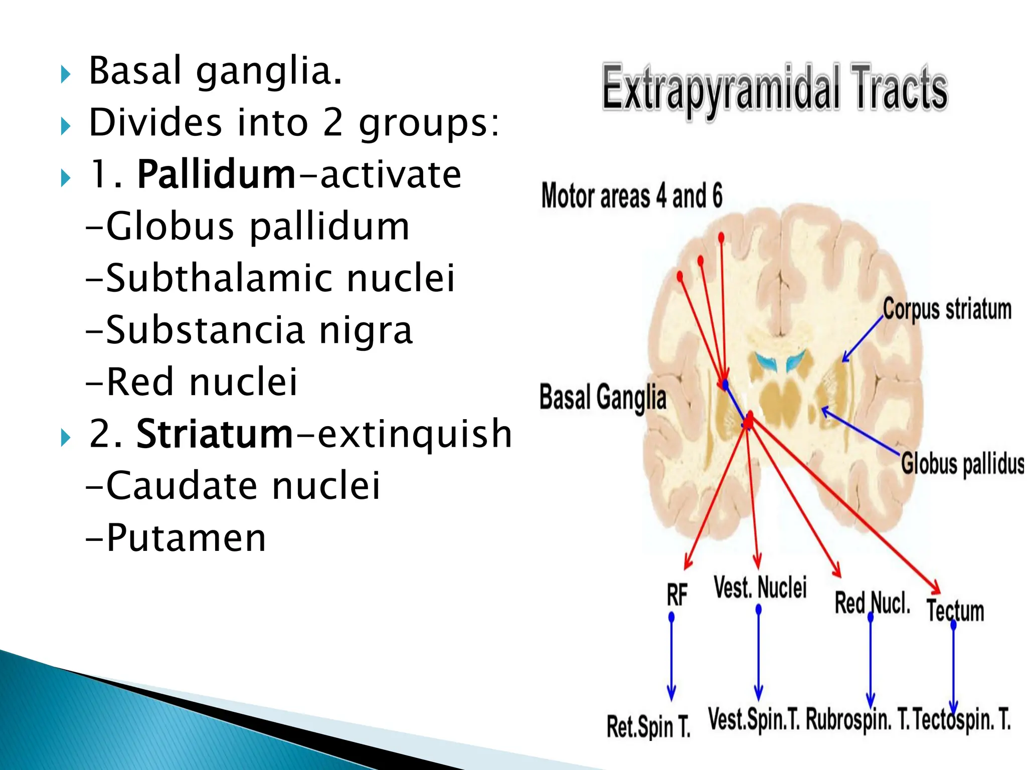  Basal ganglia.
 Divides into 2 groups:
 1. Pallidum-activate
-Globus pallidum
-Subthalamic nuclei
-Substancia nigra
-Red nuclei
 2. Striatum-extinquish
-Caudate nuclei
-Putamen
 