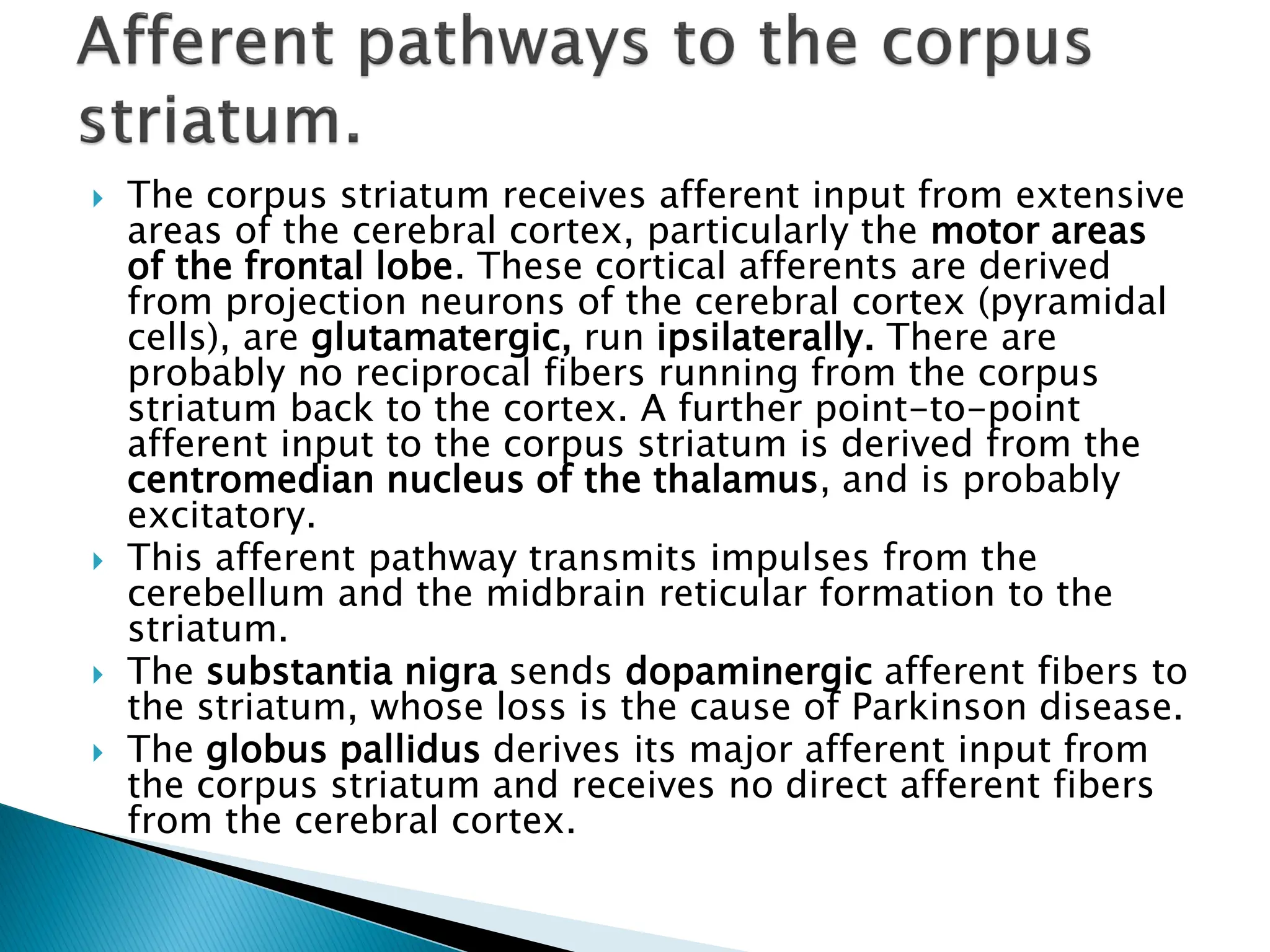  The corpus striatum receives afferent input from extensive
areas of the cerebral cortex, particularly the motor areas
of the frontal lobe. These cortical afferents are derived
from projection neurons of the cerebral cortex (pyramidal
cells), are glutamatergic, run ipsilaterally. There are
probably no reciprocal fibers running from the corpus
striatum back to the cortex. A further point-to-point
afferent input to the corpus striatum is derived from the
centromedian nucleus of the thalamus, and is probably
excitatory.
 This afferent pathway transmits impulses from the
cerebellum and the midbrain reticular formation to the
striatum.
 The substantia nigra sends dopaminergic afferent fibers to
the striatum, whose loss is the cause of Parkinson disease.
 The globus pallidus derives its major afferent input from
the corpus striatum and receives no direct afferent fibers
from the cerebral cortex.
 