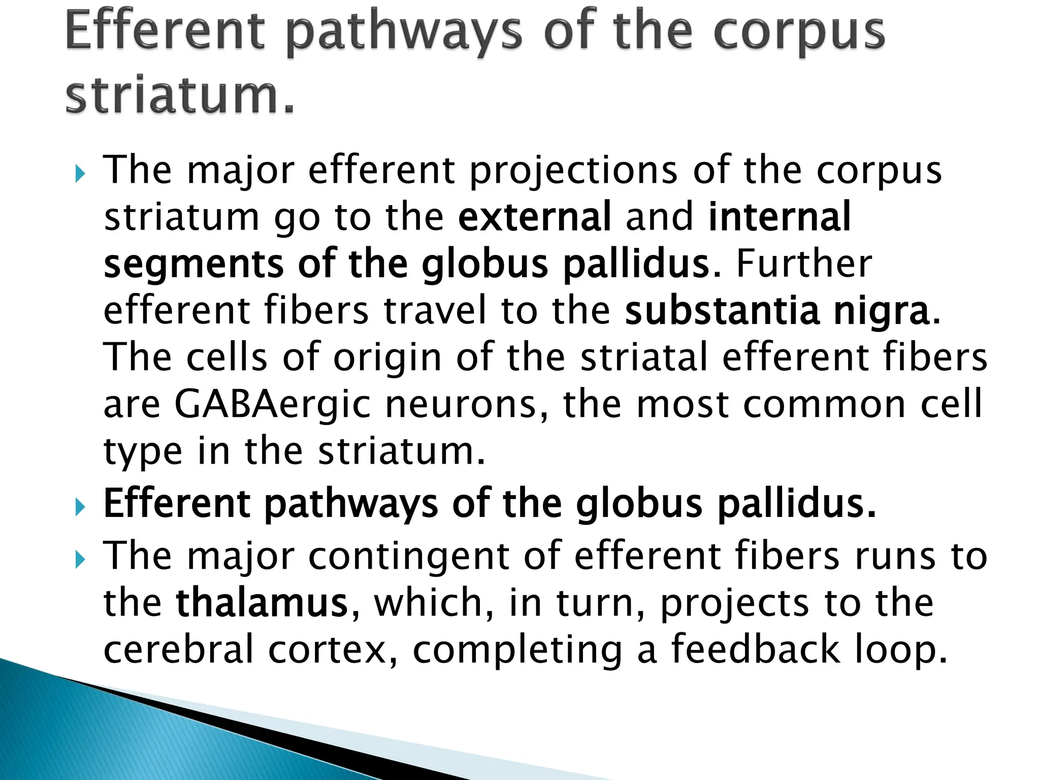  The major efferent projections of the corpus
striatum go to the external and internal
segments of the globus pallidus. Further
efferent fibers travel to the substantia nigra.
The cells of origin of the striatal efferent fibers
are GABAergic neurons, the most common cell
type in the striatum.
 Efferent pathways of the globus pallidus.
 The major contingent of efferent fibers runs to
the thalamus, which, in turn, projects to the
cerebral cortex, completing a feedback loop.
 