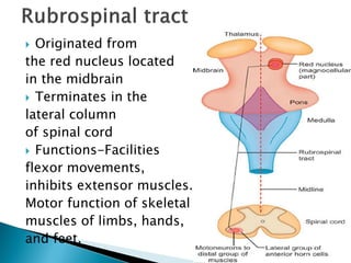  Originated from
the red nucleus located
in the midbrain
 Terminates in the
lateral column
of spinal cord
 Functions-Facilities
flexor movements,
inhibits extensor muscles.
Motor function of skeletal
muscles of limbs, hands,
and feet.
 
