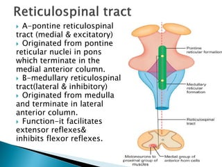  A-pontine reticulospinal
tract (medial & excitatory)
 Originated from pontine
reticular nuclei in pons
which terminate in the
medial anterior column.
 B-medullary reticulospinal
tract(lateral & inhibitory)
 Originated from medulla
and terminate in lateral
anterior column.
 Function-it facilitates
extensor reflexes&
inhibits flexor reflexes.
 