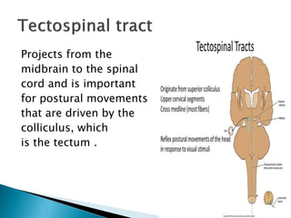 Projects from the
midbrain to the spinal
cord and is important
for postural movements
that are driven by the
colliculus, which
is the tectum .
 