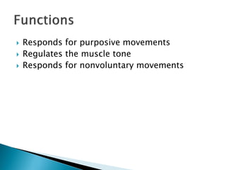  Responds for purposive movements
 Regulates the muscle tone
 Responds for nonvoluntary movements
 