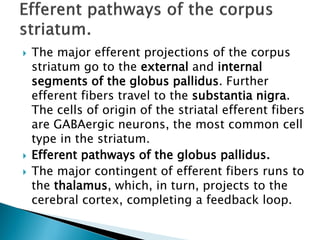  The major efferent projections of the corpus
striatum go to the external and internal
segments of the globus pallidus. Further
efferent fibers travel to the substantia nigra.
The cells of origin of the striatal efferent fibers
are GABAergic neurons, the most common cell
type in the striatum.
 Efferent pathways of the globus pallidus.
 The major contingent of efferent fibers runs to
the thalamus, which, in turn, projects to the
cerebral cortex, completing a feedback loop.
 