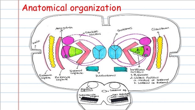 extrapyramidal system parkinsons disease extrapyramidal system