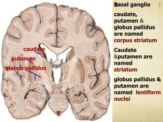 Basal ganglia :
caudate,
putamen &
globus pallidus
are named
corpus striatum
Caudate
&putamen are
named
striatum
globus pallidus &
putamen are
named lentiform
nuclei
caudate
putamen
globus pallidus
 
