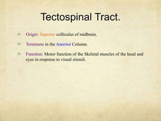 Tectospinal Tract.
Origin: Superior colliculus of midbrain.
Terminate in the Anterior Column.
Function: Motor function of the Skeletal muscles of the head and
eyes in response to visual stimuli.
 