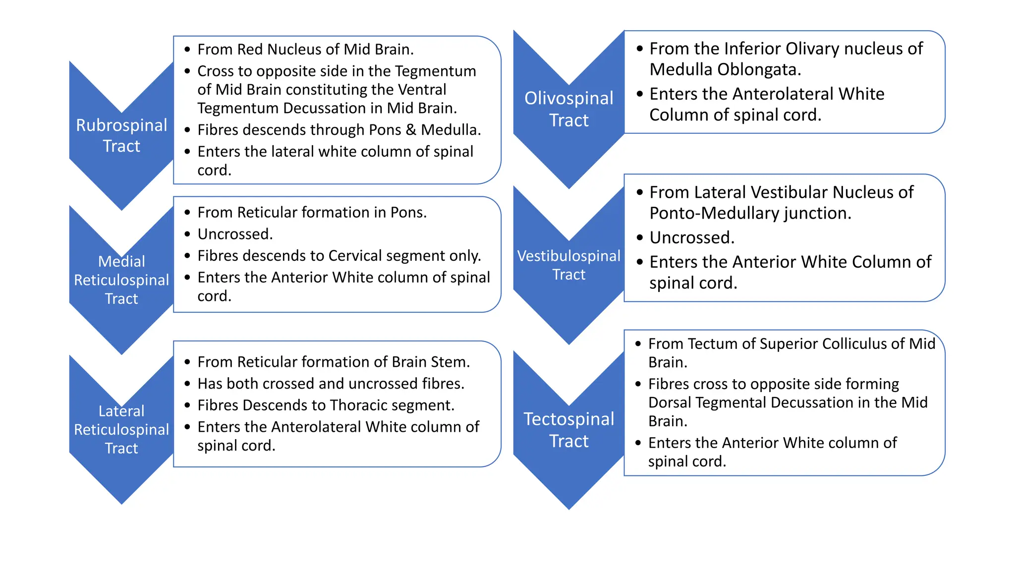 Rubrospinal
Tract
• From Red Nucleus of Mid Brain.
• Cross to opposite side in the Tegmentum
of Mid Brain constituting the Ventral
Tegmentum Decussation in Mid Brain.
• Fibres descends through Pons & Medulla.
• Enters the lateral white column of spinal
cord.
Medial
Reticulospinal
Tract
• From Reticular formation in Pons.
• Uncrossed.
• Fibres descends to Cervical segment only.
• Enters the Anterior White column of spinal
cord.
Lateral
Reticulospinal
Tract
• From Reticular formation of Brain Stem.
• Has both crossed and uncrossed fibres.
• Fibres Descends to Thoracic segment.
• Enters the Anterolateral White column of
spinal cord.
Olivospinal
Tract
• From the Inferior Olivary nucleus of
Medulla Oblongata.
• Enters the Anterolateral White
Column of spinal cord.
Vestibulospinal
Tract
• From Lateral Vestibular Nucleus of
Ponto-Medullary junction.
• Uncrossed.
• Enters the Anterior White Column of
spinal cord.
Tectospinal
Tract
• From Tectum of Superior Colliculus of Mid
Brain.
• Fibres cross to opposite side forming
Dorsal Tegmental Decussation in the Mid
Brain.
• Enters the Anterior White column of
spinal cord.
 