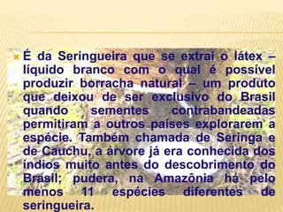  É da Seringueira que se extrai o látex –
líquido branco com o qual é possível
produzir borracha natural – um produto
que deixou de ser exclusivo do Brasil
quando sementes contrabandeadas
permitiram a outros países explorarem a
espécie. Também chamada de Seringa e
de Cauchu, a árvore já era conhecida dos
índios muito antes do descobrimento do
Brasil; pudera, na Amazônia há pelo
menos 11 espécies diferentes de
seringueira.
 