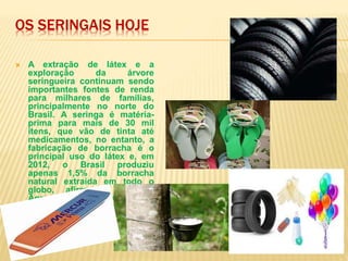 OS SERINGAIS HOJE
 A extração de látex e a
exploração da árvore
seringueira continuam sendo
importantes fontes de renda
para milhares de famílias,
principalmente no norte do
Brasil. A seringa é matéria-
prima para mais de 30 mil
itens, que vão de tinta até
medicamentos, no entanto, a
fabricação de borracha é o
principal uso do látex e, em
2012, o Brasil produziu
apenas 1,5% da borracha
natural extraída em todo o
globo, afirma o Instituto
Agronômico de Campinas
(IAC).

 