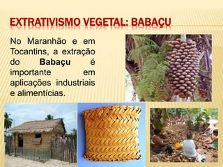 EXTRATIVISMO VEGETAL: BABAÇU
No Maranhão e em
Tocantins, a extração
do Babaçu é
importante em
aplicações industriais
e alimentícias.
 