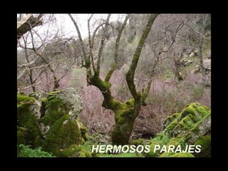 HERMOSOS PARAJES 