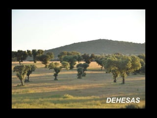DEHESAS 