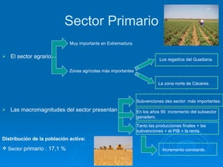 Sector Primario El sector agrario Las macromagnitudes del sector presentan Subvenciones des sector: más importantes. En los años 90: incremento del subsector ganadero. Tanto las producciones finales + las subvenciones + el PIB + la renta. Incremento constante. La zona norte de Cáceres.   Los regadíos del Guadiana. Muy importante en Extremadura. Zonas agrícolas más importantes Distribución de la población activa: Sector  primario : 17,1 % 