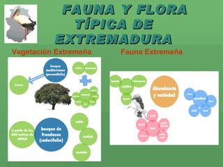FAUNA Y FLORA TÍPICA DE EXTREMADURA Vegetación Extremeña Fauna Extremeña 