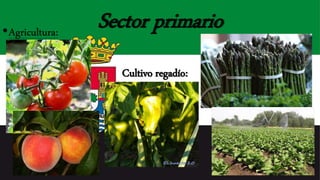 Sector primario•Agricultura:
Cultivo regadío:
 