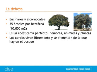 La dehesa
• Encinares y alcornocales
• 35 árboles por hectárea
(10.000 m2)
• Es un ecosistema perfecto: hombres, animales y plantas
• Los cerdos viven libremente y se alimentan de lo que
hay en el bosque

 