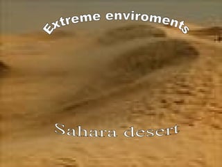 Extreme enviroments Sahara desert 