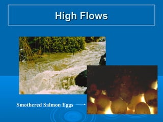 High FlowsHigh Flows
Smothered Salmon Eggs
 
