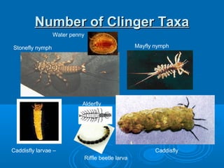 Number of Clinger TaxaNumber of Clinger Taxa
Water penny
Stonefly nymph Mayfly nymph
Caddisfly larvae – Caddisfly
Alderfly
Riffle beetle larva
 