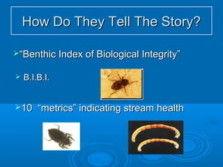 How Do They Tell The Story?How Do They Tell The Story?
 B.I.B.I.B.I.B.I.
““Benthic Index of Biological Integrity”Benthic Index of Biological Integrity”
10 “metrics” indicating stream health10 “metrics” indicating stream health
 