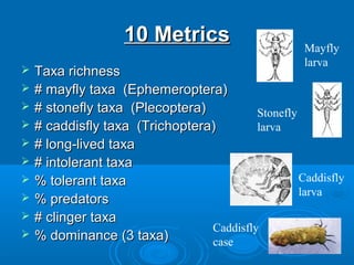10 Metrics10 Metrics
 Taxa richnessTaxa richness
 # mayfly taxa (Ephemeroptera)# mayfly taxa (Ephemeroptera)
 # stonefly taxa (Plecoptera)# stonefly taxa (Plecoptera)
 # caddisfly taxa (Trichoptera)# caddisfly taxa (Trichoptera)
 # long-lived taxa# long-lived taxa
 # intolerant taxa# intolerant taxa
 % tolerant taxa% tolerant taxa
 % predators% predators
 # clinger taxa# clinger taxa
 % dominance (3 taxa)% dominance (3 taxa)
Mayfly
larva
Stonefly
larva
Caddisfly
larva
Caddisfly
case
 