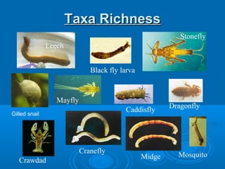 Taxa RichnessTaxa Richness
Leech
Black fly larva
Midge
Dragonfly
Crawdad
Cranefly
Mosquito
Caddisfly
Mayfly
Stonefly
Gilled snail
 