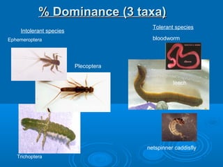 % Dominance (3 taxa)% Dominance (3 taxa)
Ephemeroptera
Plecoptera
Trichoptera
leech
bloodworm
netspinner caddisfly
Intolerant species
Tolerant species
Plecoptera
 