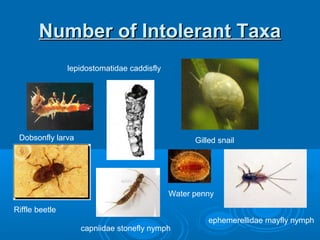 Number of Intolerant TaxaNumber of Intolerant Taxa
lepidostomatidae caddisfly
ephemerellidae mayfly nymph
capniidae stonefly nymph
Gilled snailDobsonfly larva
Riffle beetle
Water penny
 