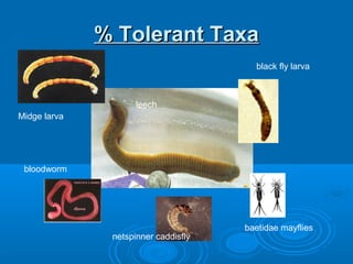% Tolerant Taxa% Tolerant Taxa
leech
black fly larva
bloodworm
netspinner caddisfly
baetidae mayflies
Midge larva
 