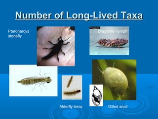 Number of Long-Lived TaxaNumber of Long-Lived Taxa
Dragonfly
nymph
Alderfly larva Gilled snail
Pteronarcys
stonefly
Dragonfly nymph
 