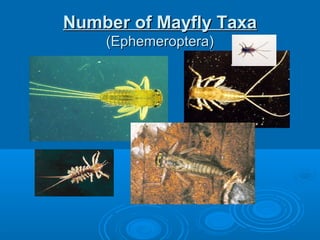 Number of Mayfly TaxaNumber of Mayfly Taxa
(Ephemeroptera)(Ephemeroptera)
 