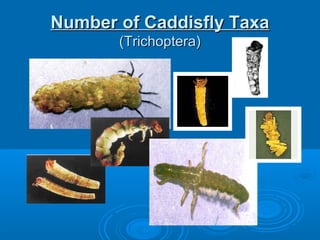 Number of Caddisfly TaxaNumber of Caddisfly Taxa
(Trichoptera)(Trichoptera)
 