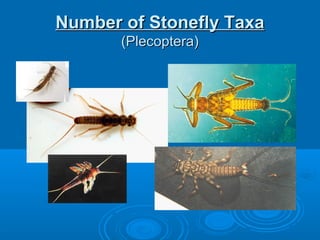 Number of Stonefly TaxaNumber of Stonefly Taxa
(Plecoptera)(Plecoptera)
 