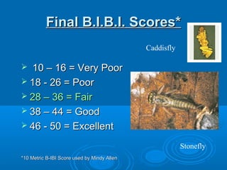 Final B.I.B.I. Scores*Final B.I.B.I. Scores*
 10 – 16 = Very Poor10 – 16 = Very Poor
 18 - 26 = Poor18 - 26 = Poor
 28 – 36 = Fair28 – 36 = Fair
 38 – 44 = Good38 – 44 = Good
 46 - 50 = Excellent46 - 50 = Excellent
*10 Metric B-IBI Score used by Mindy Allen*10 Metric B-IBI Score used by Mindy Allen
Stonefly
Caddisfly
 