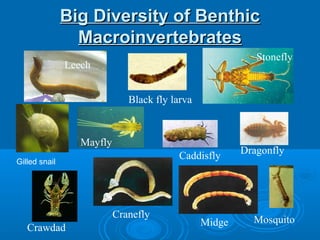 Big Diversity of BenthicBig Diversity of Benthic
MacroinvertebratesMacroinvertebrates
Leech
Black fly larva
Midge
Dragonfly
Crawdad
Cranefly
Mosquito
Caddisfly
Mayfly
Stonefly
Gilled snail
 