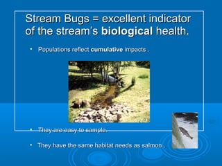 Stream Bugs = excellent indicatorStream Bugs = excellent indicator
of the stream’sof the stream’s biologicalbiological health.health.

Populations reflectPopulations reflect cumulativecumulative impacts .impacts .

They are easy to sample.They are easy to sample.

They have the same habitat needs as salmon .They have the same habitat needs as salmon .
 