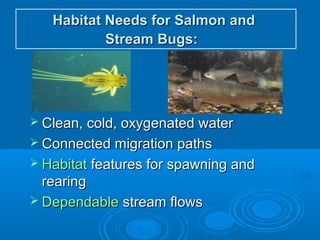 Habitat Needs for Salmon andHabitat Needs for Salmon and
Stream Bugs:Stream Bugs:
 Clean, cold, oxygenated waterClean, cold, oxygenated water
 Connected migration pathsConnected migration paths
 HabitatHabitat features for spawning andfeatures for spawning and
rearingrearing
 DependableDependable stream flowsstream flows
 