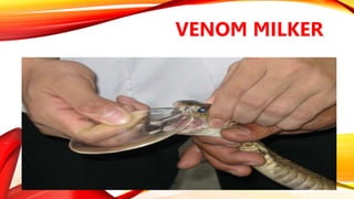 VENOM MILKER
 