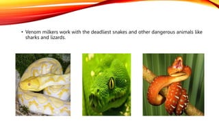 • Venom milkers work with the deadliest snakes and other dangerous animals like
sharks and lizards.
 