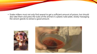 • Snake milkers must not only find several to get a sufficient amount of poison, but should
also take them and press the tusks of the animal in a plastic tube plate, slowly massaging
the venom glands to extract a good amount.
 