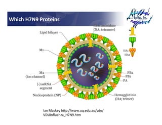 Which	
  H7N9	
  Proteins	
  




                   Ian	
  Mackey	
  hRp://www.uq.edu.au/vdu/
                   VDUInﬂue...