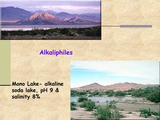 Alkaliphiles
Mono Lake- alkaline
soda lake, pH 9 &
salinity 8%
 