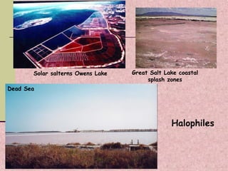 Halophiles
Dead Sea
Great Salt Lake coastal
splash zones
Solar salterns Owens Lake
 