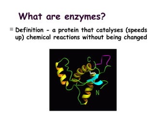 What are enzymes?
 Definition - a protein that catalyses (speeds
up) chemical reactions without being changed
 