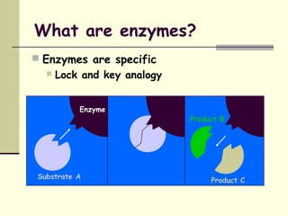 What are enzymes?
 Enzymes are specific
 Lock and key analogy
Enzyme
Substrate A
Product B
Product C
 